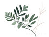Minimalist Line Art of a Fern Frond