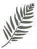 Minimalist Line Art of a Fern Frond