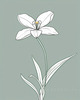 Continuous Curve of Orchid's Asymmetrical Petal - Minimalist Line Art