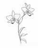 Continuous Curve of Orchid's Asymmetrical Petal - Minimalist Line Art