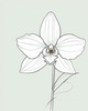 Continuous Curve of Orchid's Asymmetrical Petal - Minimalist Line Art