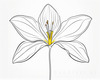 Continuous Curve of Orchid's Asymmetrical Petal - Minimalist Line Art
