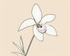 Continuous Curve of Orchid's Asymmetrical Petal - Minimalist Line Art