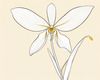 Continuous Curve of Orchid's Asymmetrical Petal - Minimalist Line Art