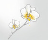 Continuous Curve of Orchid's Asymmetrical Petal - Minimalist Line Art