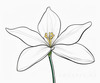 Continuous Curve of Orchid's Asymmetrical Petal - Minimalist Line Art