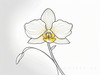 Continuous Curve of Orchid's Asymmetrical Petal - Minimalist Line Art