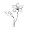 Continuous Curve of Orchid's Asymmetrical Petal - Minimalist Line Art