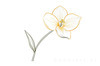 Continuous Curve of Orchid's Asymmetrical Petal - Minimalist Line Art