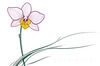 Continuous Curve of Orchid's Asymmetrical Petal - Minimalist Line Art