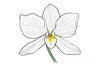 Continuous Curve of Orchid's Asymmetrical Petal - Minimalist Line Art