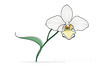 Continuous Curve of Orchid's Asymmetrical Petal - Minimalist Line Art