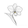 Continuous Curve of Orchid's Asymmetrical Petal - Minimalist Line Art
