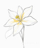 Continuous Curve of Orchid's Asymmetrical Petal - Minimalist Line Art