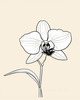 Continuous Curve of Orchid's Asymmetrical Petal - Minimalist Line Art