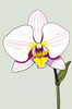 Continuous Curve of Orchid's Asymmetrical Petal - Minimalist Line Art