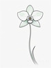 Continuous Curve of Orchid's Asymmetrical Petal - Minimalist Line Art