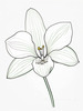 Continuous Curve of Orchid's Asymmetrical Petal - Minimalist Line Art