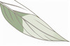 Minimalist Line Art of a Palm Leaf