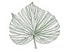 Minimalist Line Art of a Palm Leaf