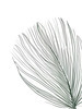 Minimalist Line Art of a Palm Leaf