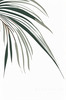 Minimalist Line Art of a Palm Leaf