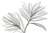 Minimalist Line Art of a Palm Leaf