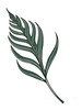 Minimalist Line Art of a Philodendron Leaf