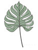 Minimalist Line Art of a Philodendron Leaf