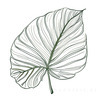 Minimalist Line Art of a Philodendron Leaf