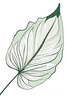 Minimalist Line Art of a Philodendron Leaf