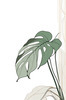 Minimalist Line Art of a Philodendron Leaf