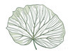 Minimalist Line Art of a Philodendron Leaf