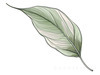 Minimalist Line Art of a Philodendron Leaf