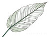 Minimalist Line Art of a Philodendron Leaf