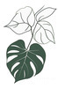 Minimalist Line Art of a Philodendron Leaf
