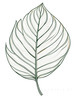 Minimalist Line Art of a Philodendron Leaf