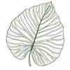 Minimalist Line Art of a Philodendron Leaf