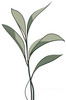 Minimalist Line Art of a Snake Plant Leaf