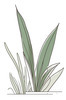 Minimalist Line Art of a Snake Plant Leaf