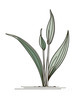 Minimalist Line Art of a Snake Plant Leaf