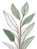 Minimalist Line Art of a Snake Plant Leaf