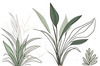 Minimalist Line Art of a Snake Plant Leaf