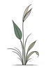 Minimalist Line Art of a Snake Plant Leaf