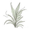 Minimalist Line Art of a Snake Plant Leaf