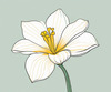 Fluid Line Art Suggesting Daffodil's Gentle Sway