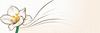 Fluid Line Art Suggesting Daffodil's Gentle Sway