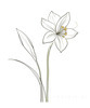 Fluid Line Art Suggesting Daffodil's Gentle Sway