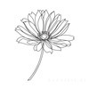 Delicate Arc Depicting Tulip Contour with Petal Overlap