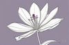 Minimalistic Line Art of Hanging Fuchsia Flower Drape